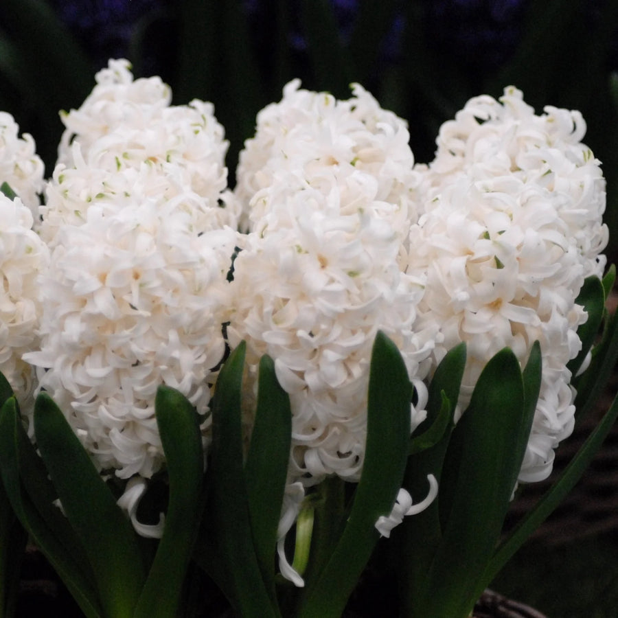 Hyacinthus 'White Pearl' Bulbs | Prepared Indoor Hyacinth