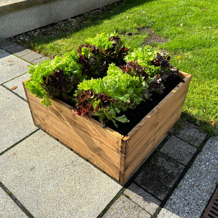 Charles Taylor Country Kitchen Raised Bed filled with lettuce on the pavement