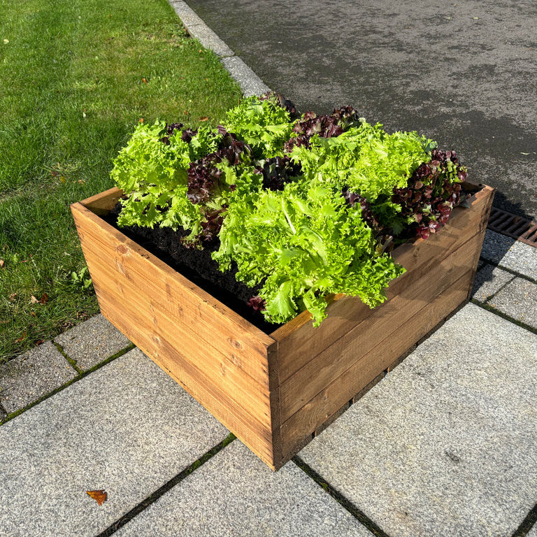 Charles Taylor Country Kitchen Raised Bed filled with leafy greens on pavement 