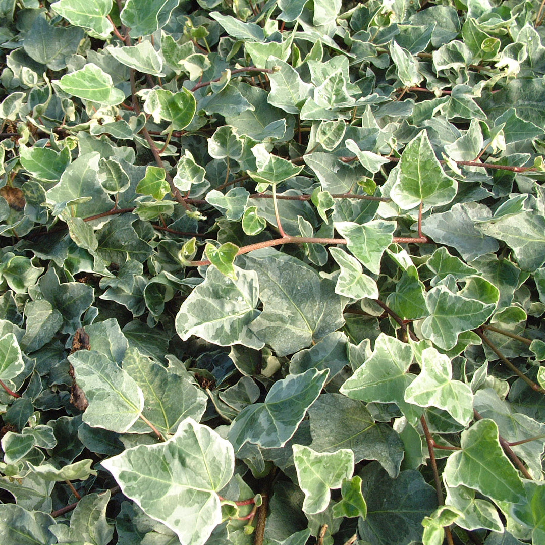 HEDERA_HELIX_GLACIER dark green leaves