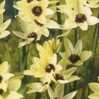 Ixia Hogarth