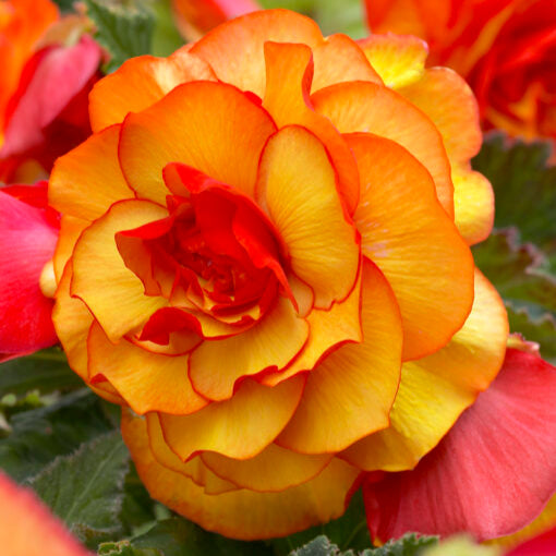 Begonia 'Picotee Yellow/Red' Bulbs