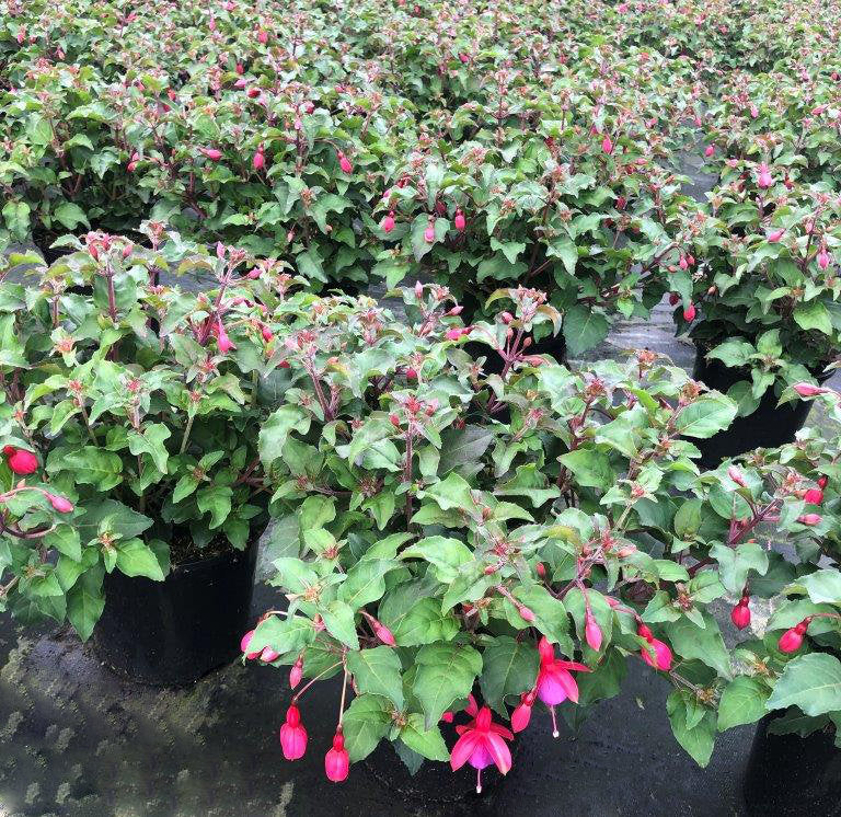 Fuchsia 'Beacon'