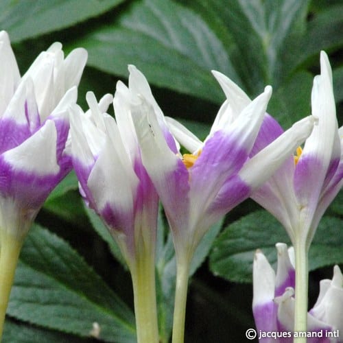 Colchicum Harlekijn