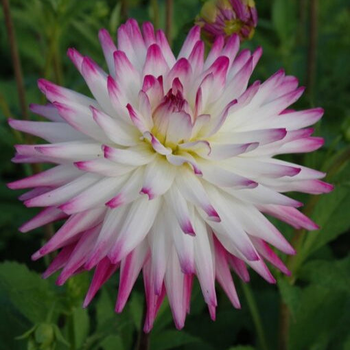 Dahlia 'Hayley Jane'