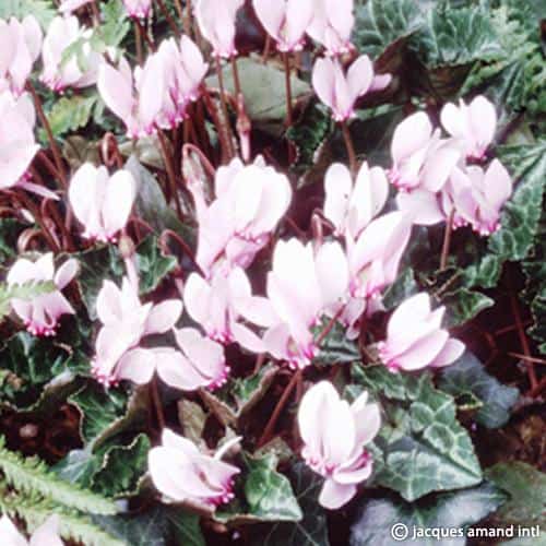 Cyclamen hederifolium