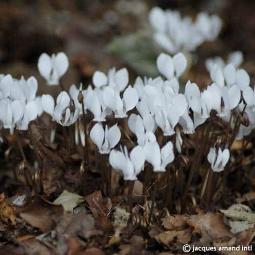 Cyclamen hederifolium 'Album'