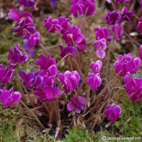 Cyclamen hederifolium 'Red Sky'