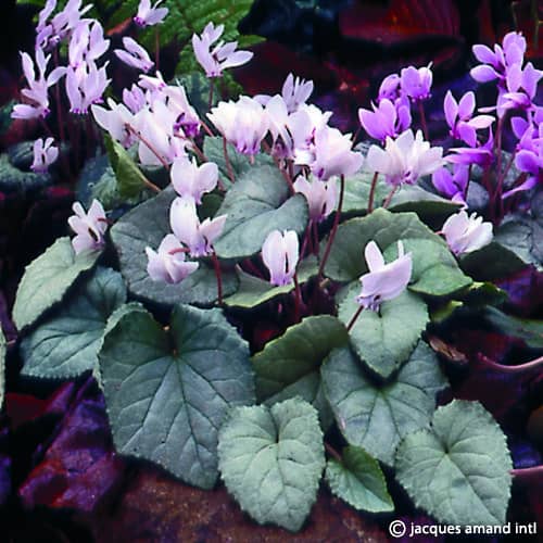 Cyclamen hederifolium 'Silver Leaf'