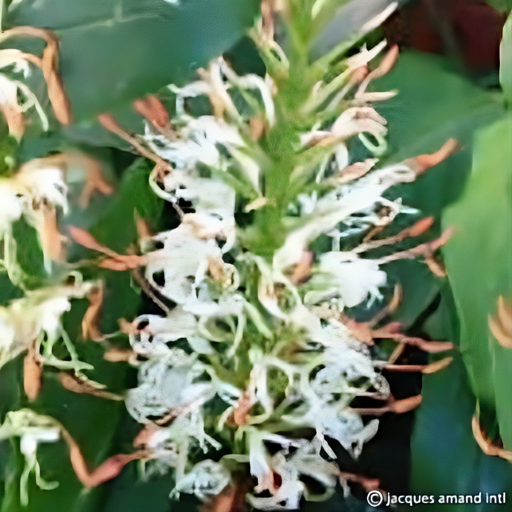 Hedychium griffithianum (Griffith's Butterfly Ginger) Bulbs