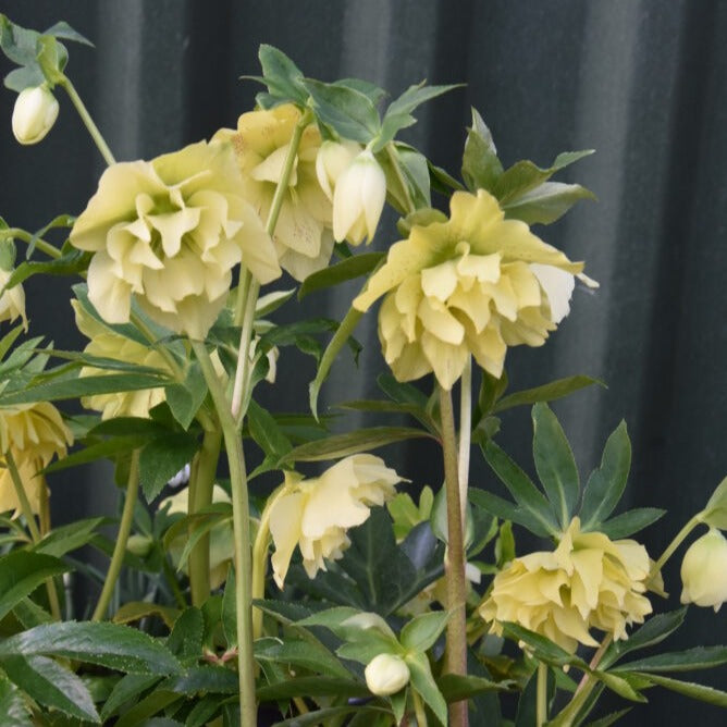 Helleborus x hybridus