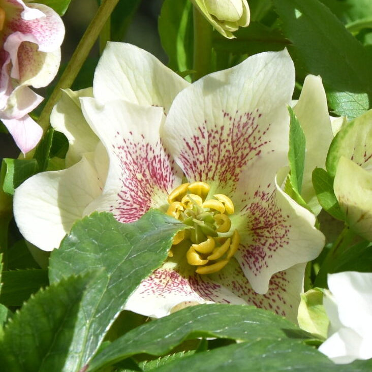 Helleborus orientalis - Single White Spotted