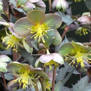 Helleborus argutifolius 'Silver Lace'