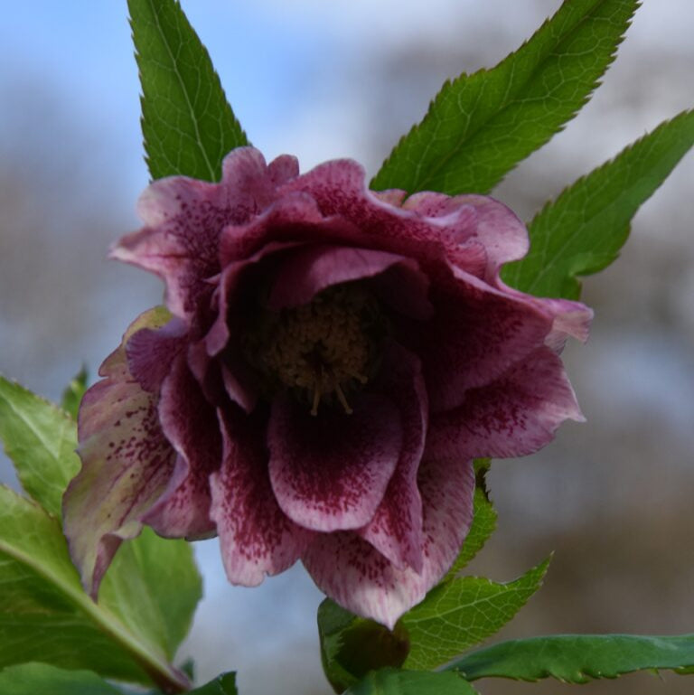 Helleborus orientalis - Double Dark Pink