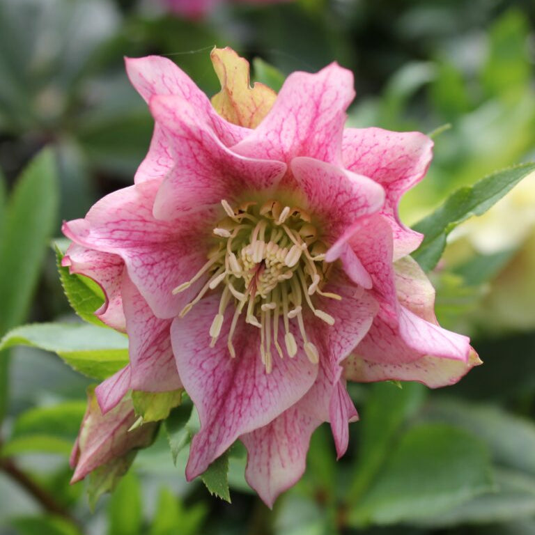 Helleborus orientalis - Double Light Pink