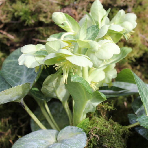 Helleborus lividus 'White Marble'