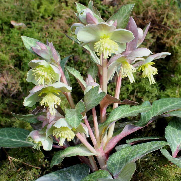 Helleborus lividus AGM