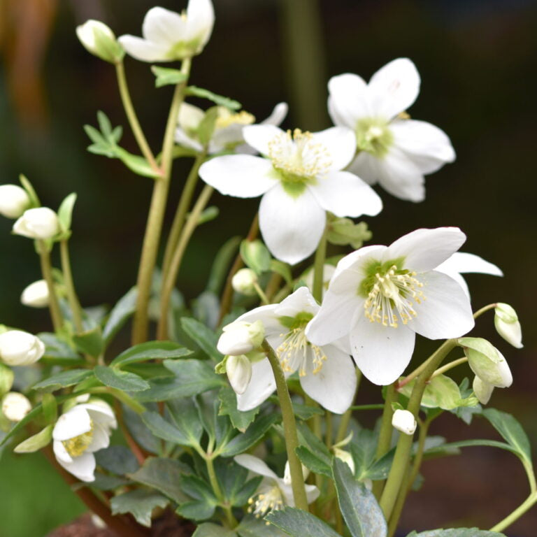 Helleborus niger (Christmas Rose)