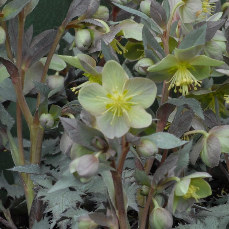 Helleborus 'Silver Dollar'