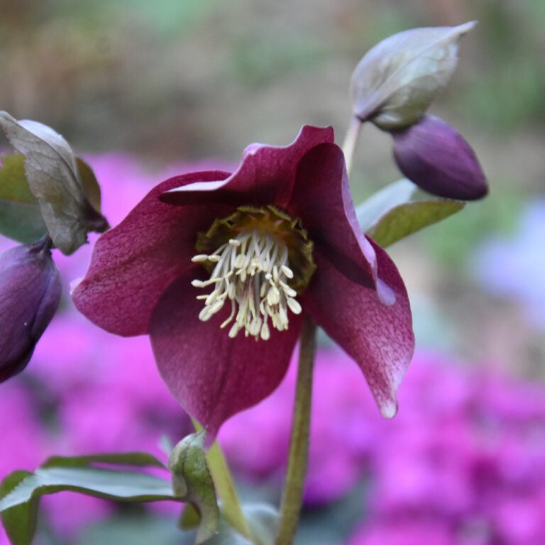 Helleborus orientalis - Single Purple