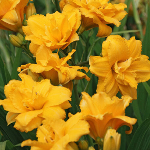 Buy Hemerocallis 'Condilla' Rhizomes online