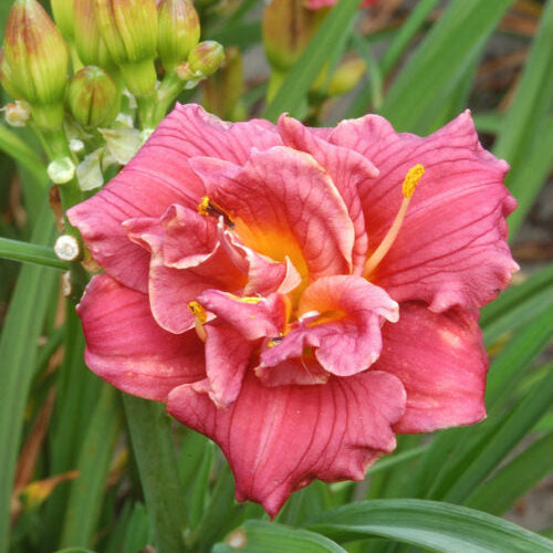 Buy Hemerocallis 'Cute as Can Be' Rhizomes online