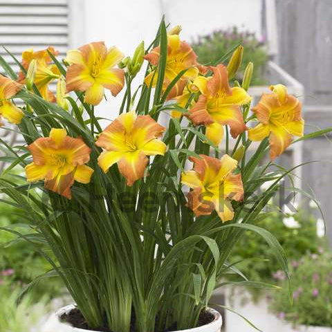 Hemerocallis 'EveryDaylily Punch Yellow'