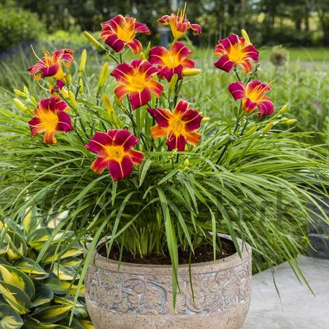 Hemerocallis 'EveryDaylily Red Rib'