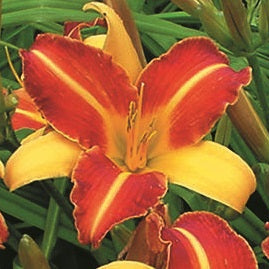 Buy Hemerocallis 'Frans Hals' Rhizomes online