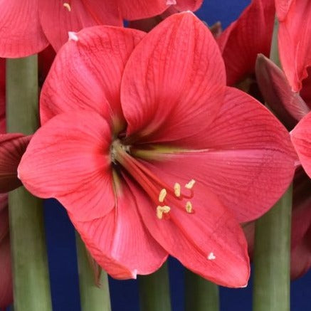 Hippeastrum 'Hercules'