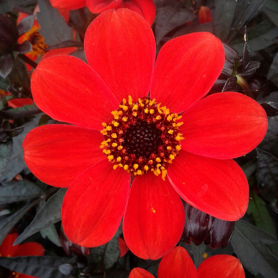 Dahlia 'Dahlegria Orange'