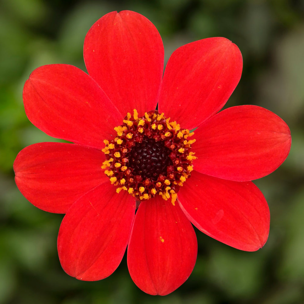 Dahlia 'Dahlegria Orange'