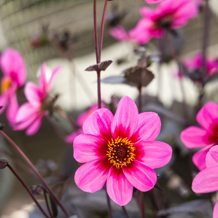 Dahlia 'Dahlegria Tricolor'