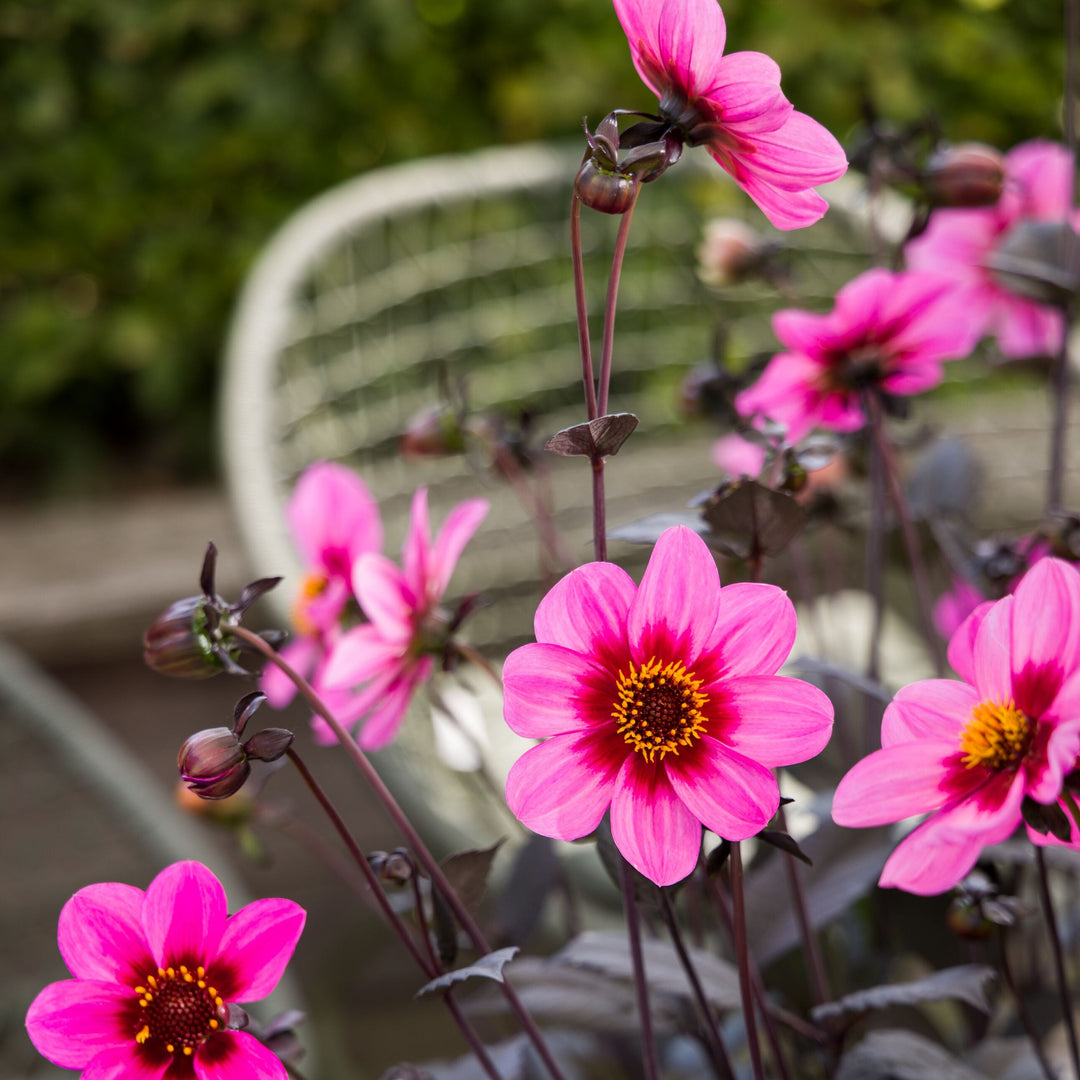 Dahlia 'Dahlegria Tricolor'