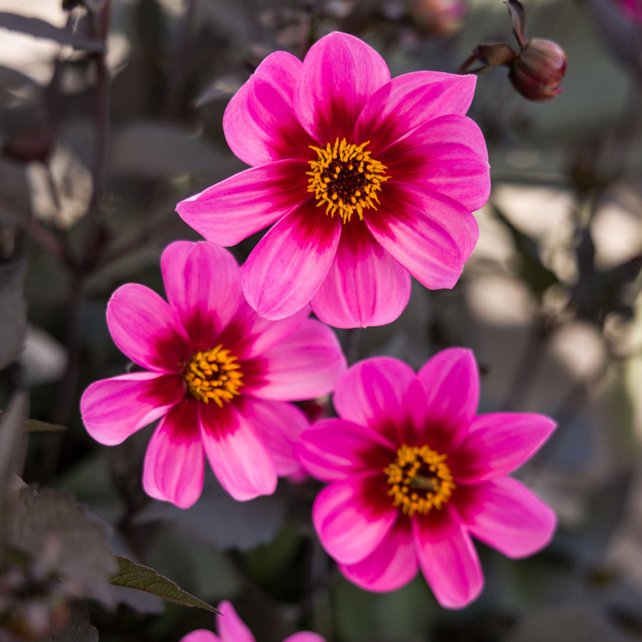 Dahlia 'Dahlegria Tricolor'