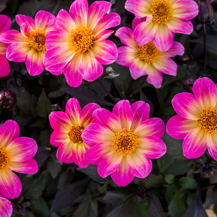 Dahlia 'Happy Days Halo'