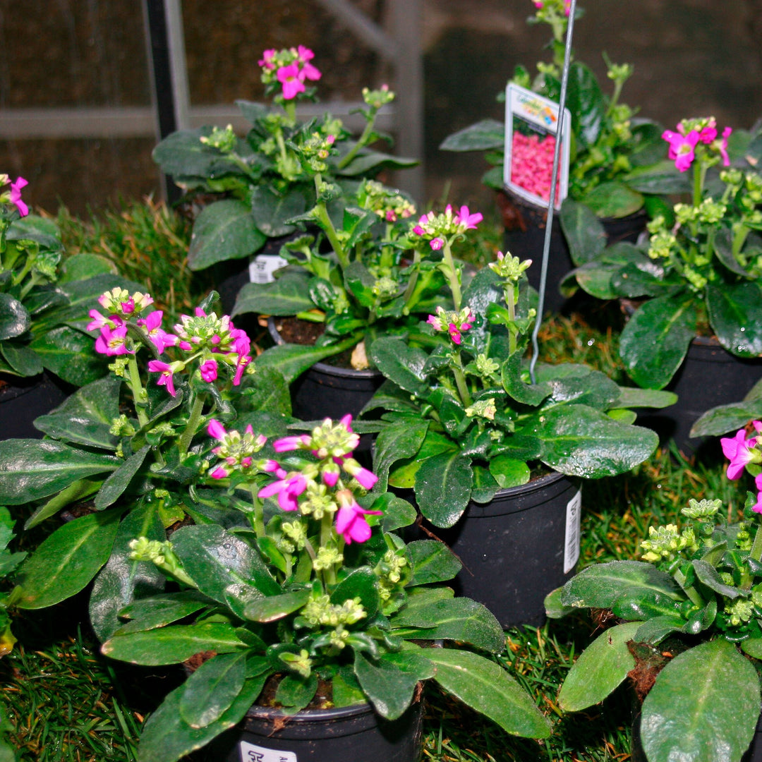 Arabis blepharophylla 'Rose Delight'