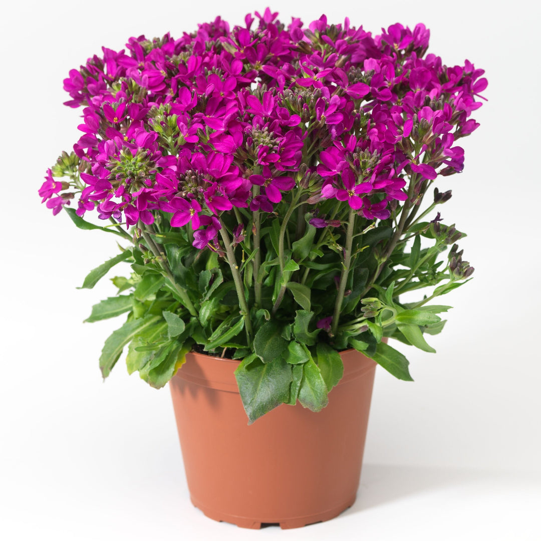 Arabis blepharophylla 'Rose Delight'