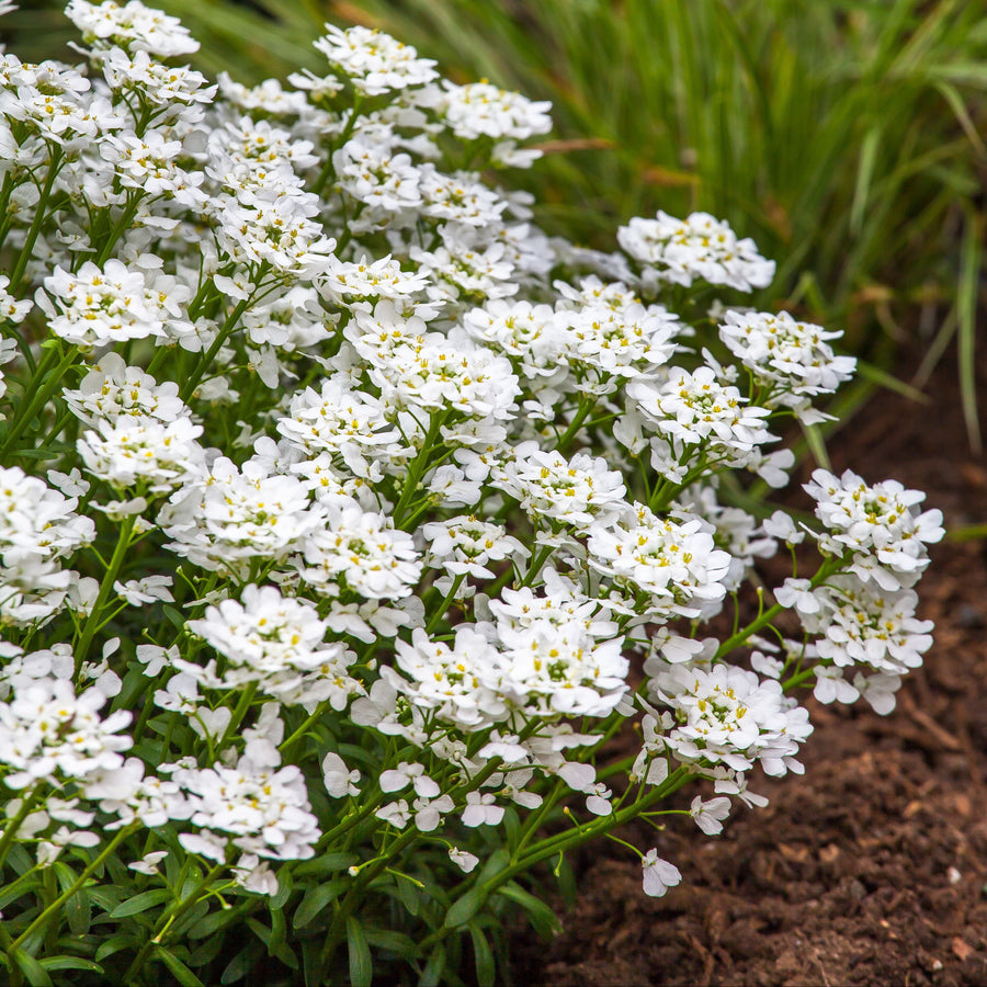 Iberis sempervirens 'Snowsurfer Forte'