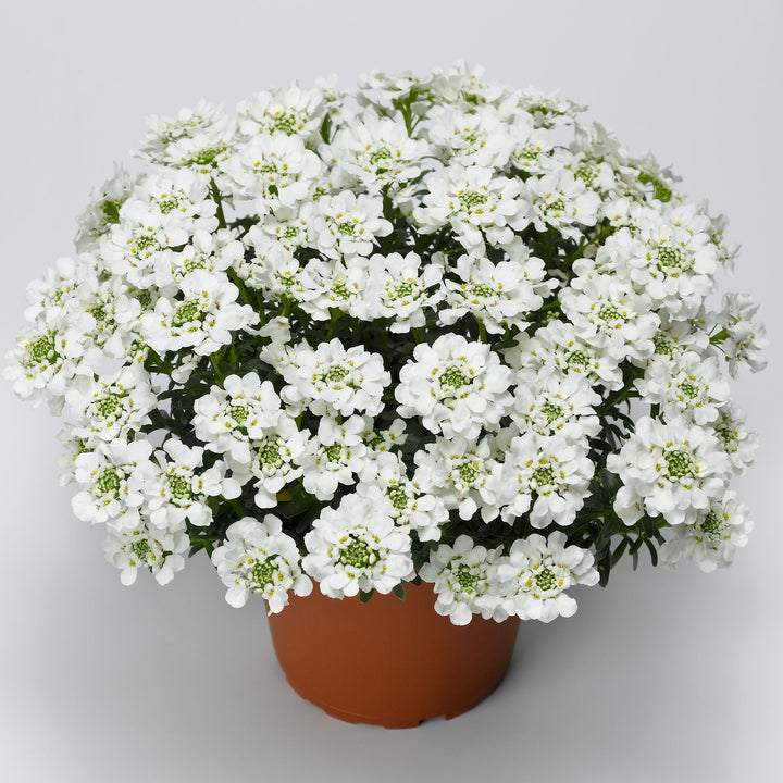 Iberis sempervirens 'Snowsurfer Forte'