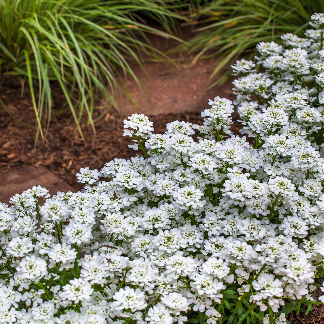 Iberis sempervirens 'Snowsurfer Forte'