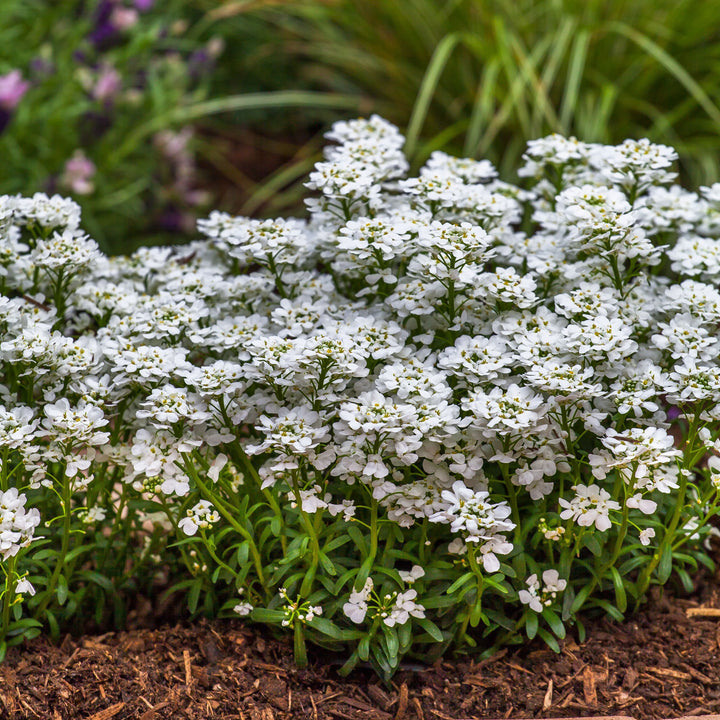 Iberis sempervirens 'Snowsurfer Forte'