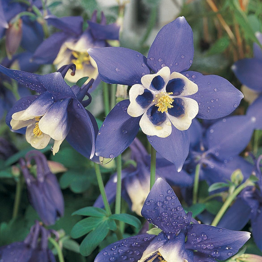 Aquilegia 'Spring Magic Blue & White'
