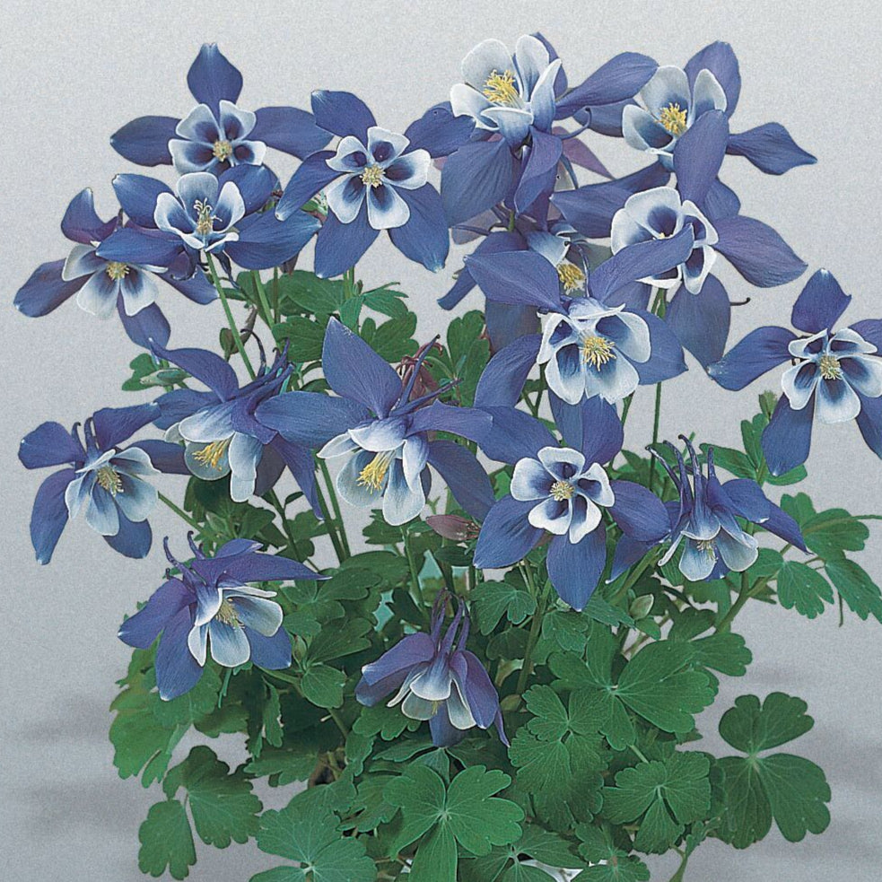 Aquilegia 'Spring Magic Blue & White'