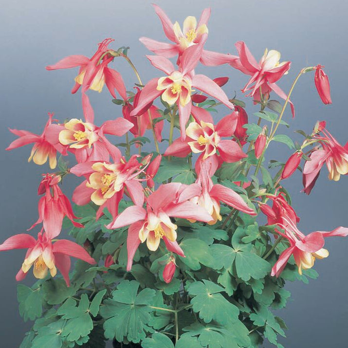 Aquilegia 'Spring Magic Rose & Ivory'