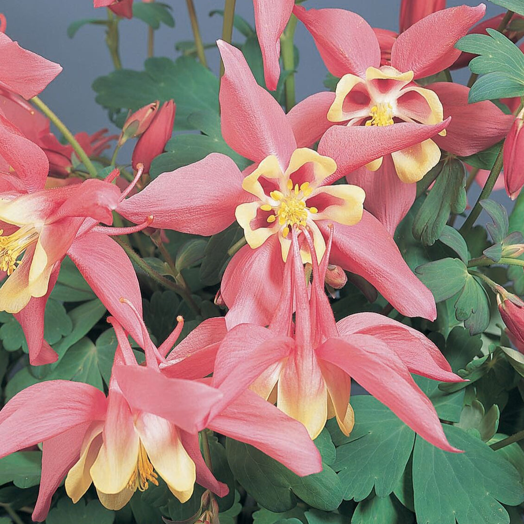 Aquilegia 'Spring Magic Rose & Ivory'