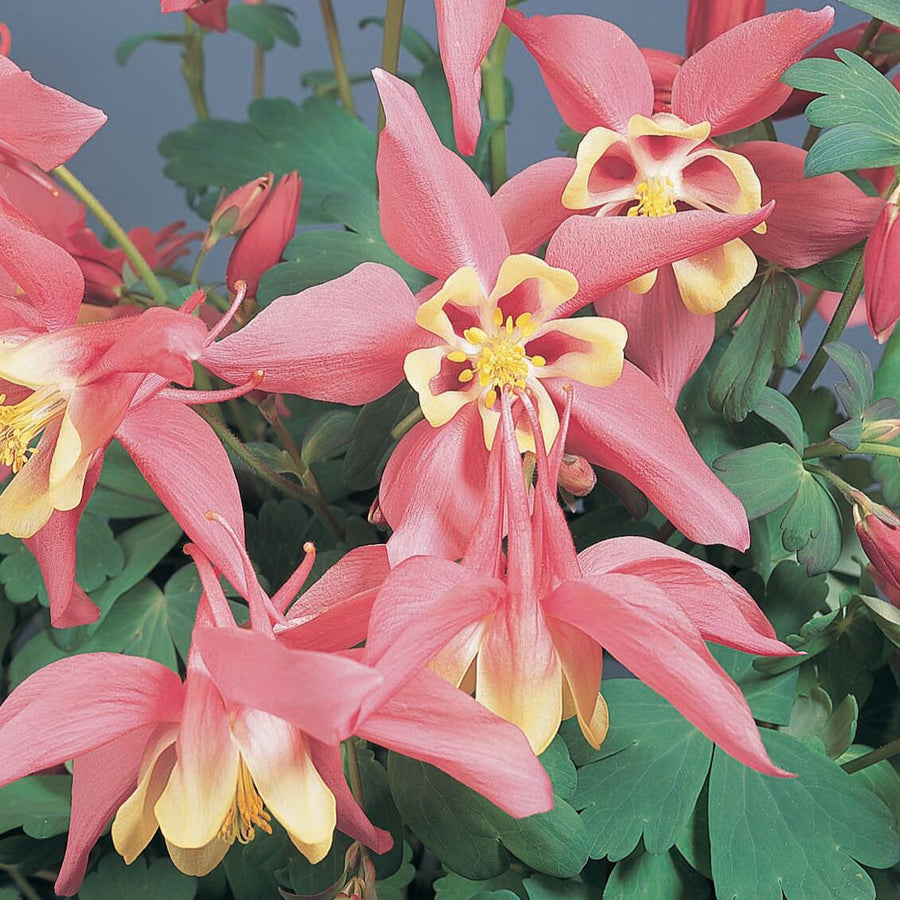 Aquilegia 'Spring Magic Rose & Ivory'