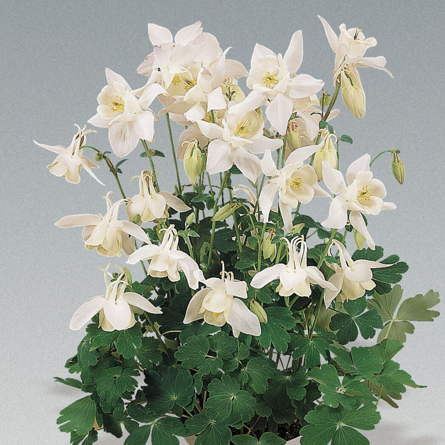 Aquilegia 'Spring Magic White'