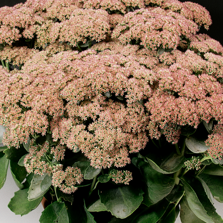 Sedum 'Autumn Joy'