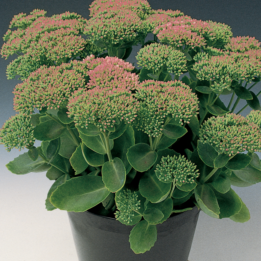 Sedum 'Autumn Joy'